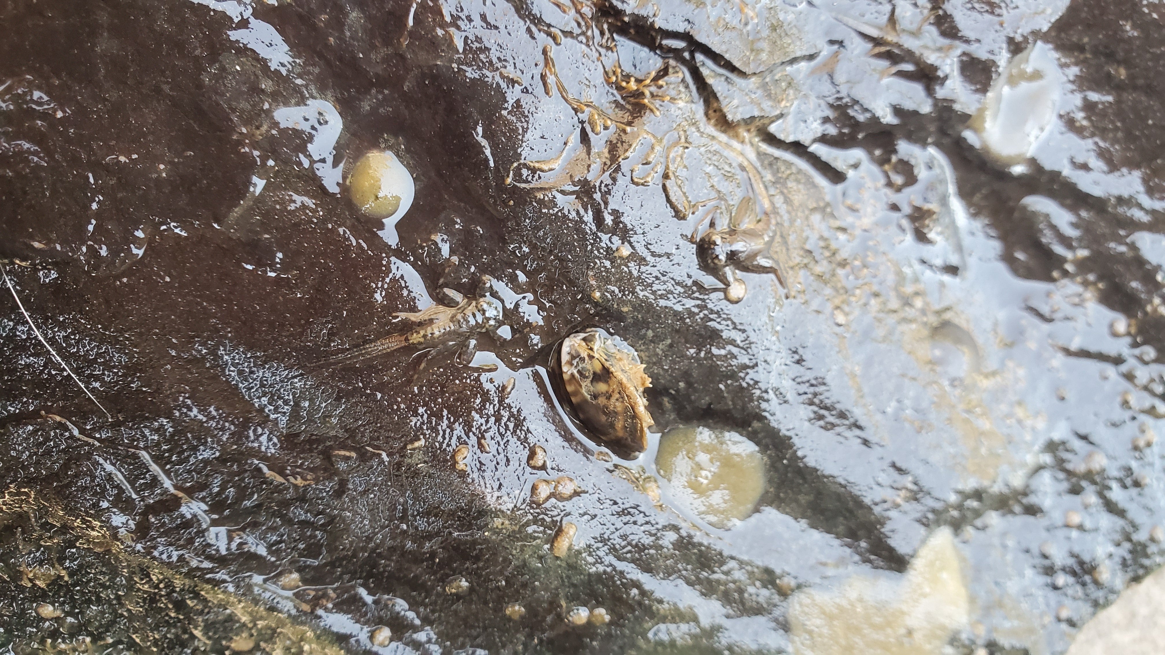 A zebra mussel attached to a rock 